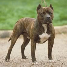 美国斗牛犬 美国斗牛犬
