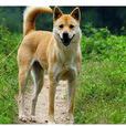 中华田园犬