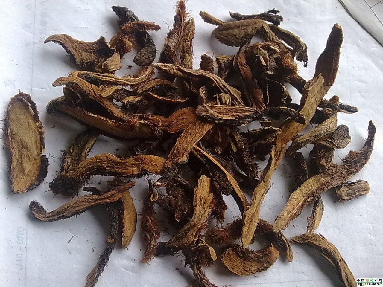 中国骨碎补