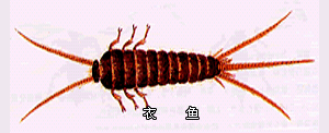 缨尾目 缨尾目