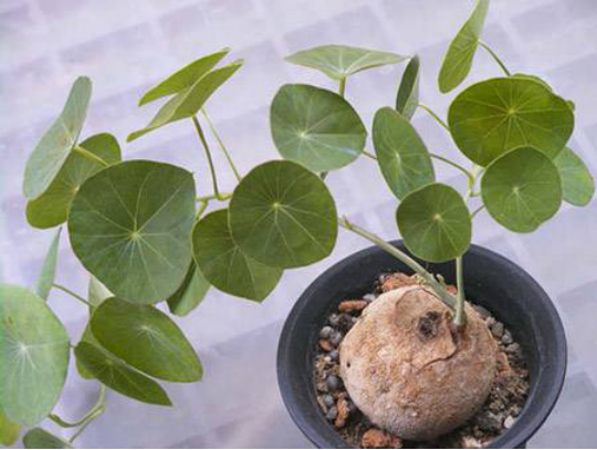 植物世界中的同名同姓现象