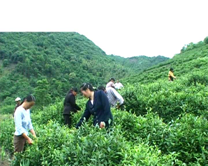 农业 农业