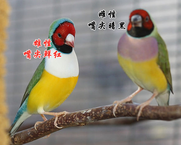 七彩文鸟 七彩文鸟