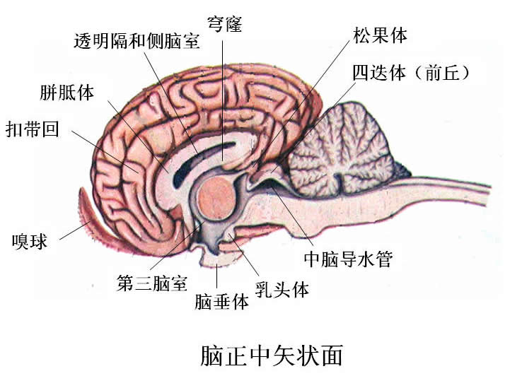 中枢神经系统(中枢神经) 中枢神经系统(中枢神经)