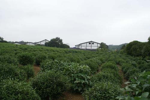 中国茶叶博物馆 中国茶叶博物馆