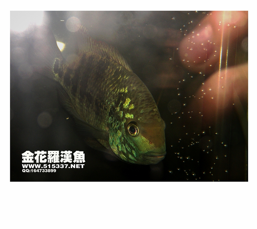 罗汉鱼金花& 罗汉鱼金花&