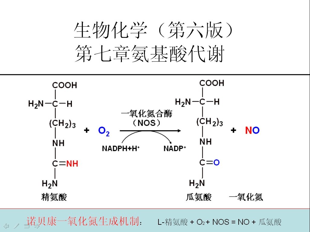 一氧化氮合成机制 一氧化氮合成机制