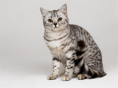美国短毛猫 美国短毛猫