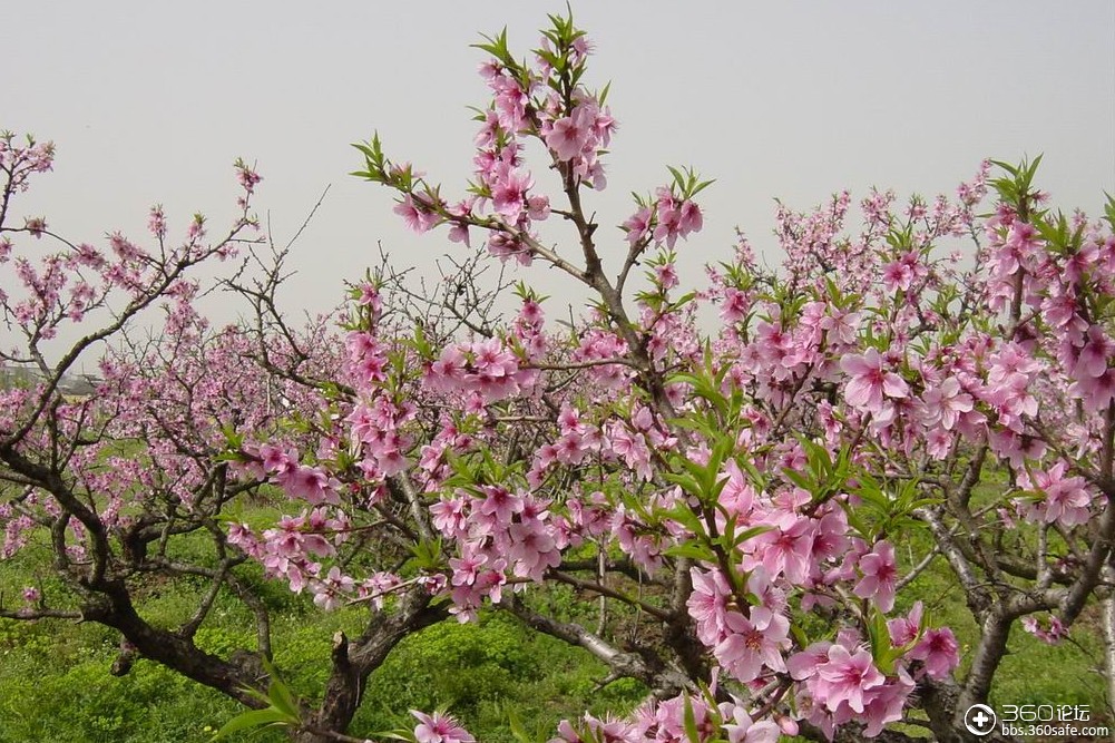 酉阳桃花源 酉阳桃花源