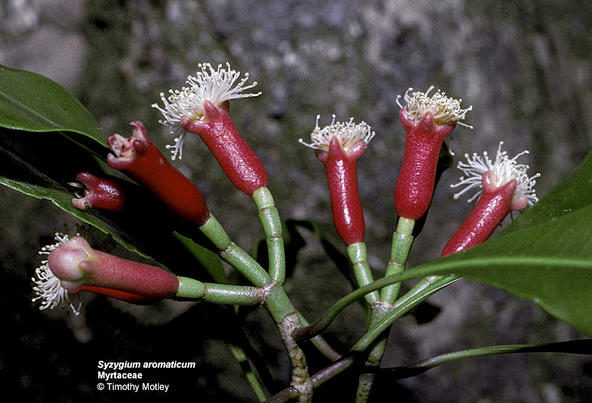 桃金孃科蒲桃属 丁香花 桃金孃科蒲桃属 丁香花