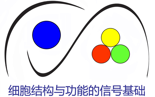 细胞结构与功能的信号基础研讨会 细胞结构与功能的信号基础研讨会
