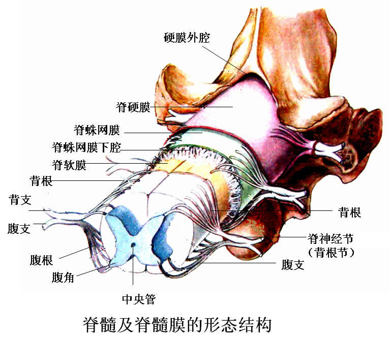 中枢神经系统 中枢神经系统