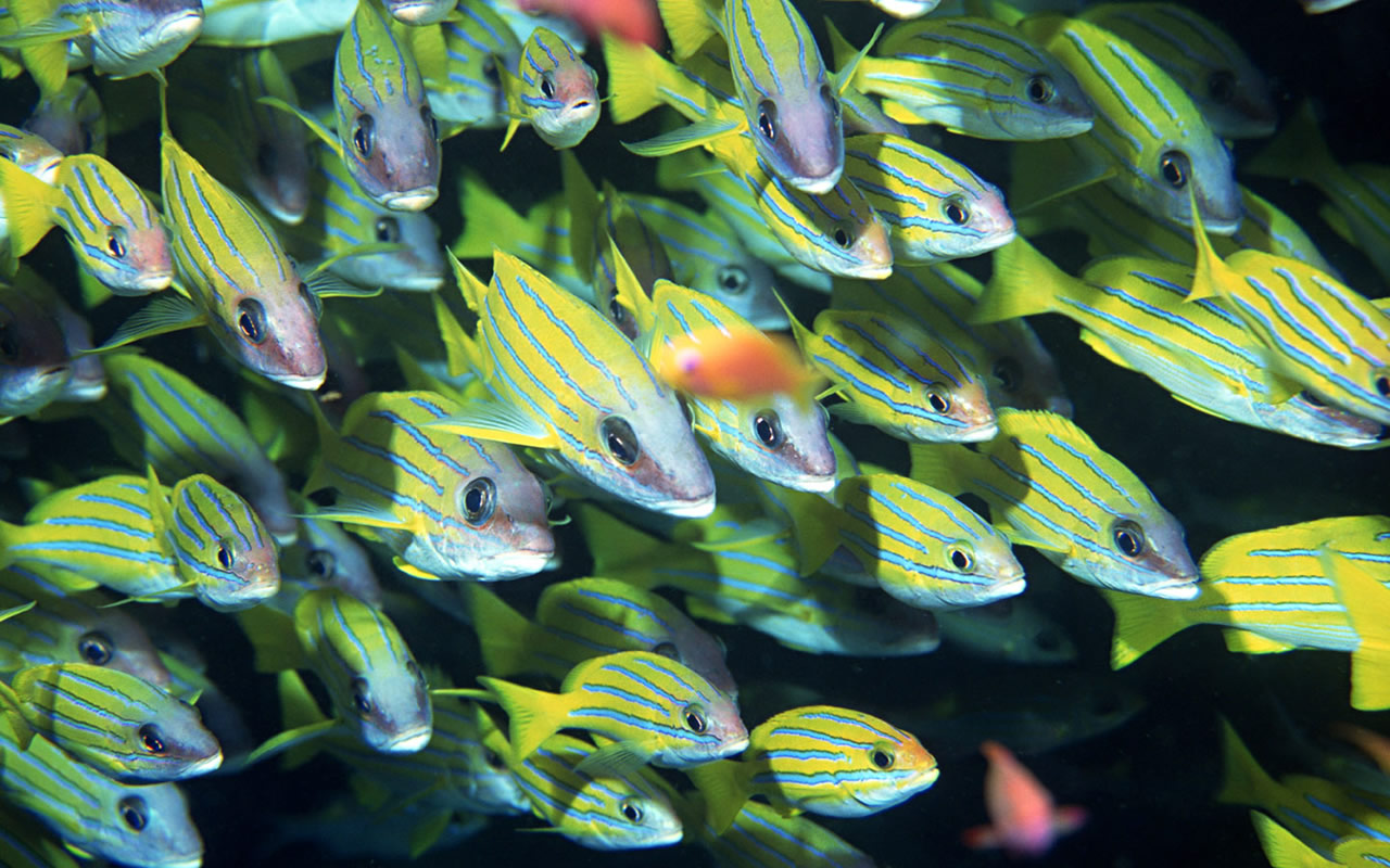 海洋生物资源