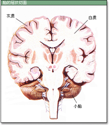灰质 灰质