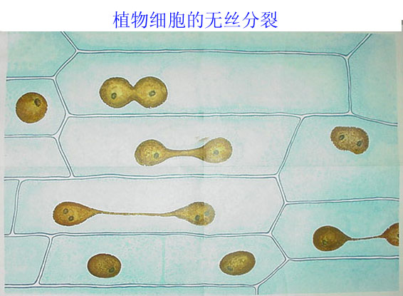 无丝分裂