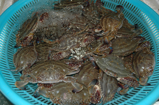 宁波红膏呛蟹