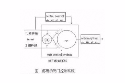 丘脑网状核闸门理论