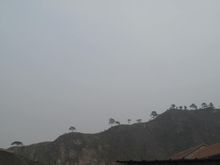 鱼鳞山上的奇松 鱼鳞山上的奇松