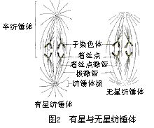 有丝分裂(生物名词) 有丝分裂(生物名词)