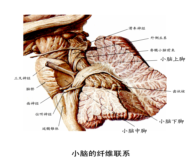 小脑