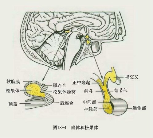 垂体和松果体 垂体和松果体