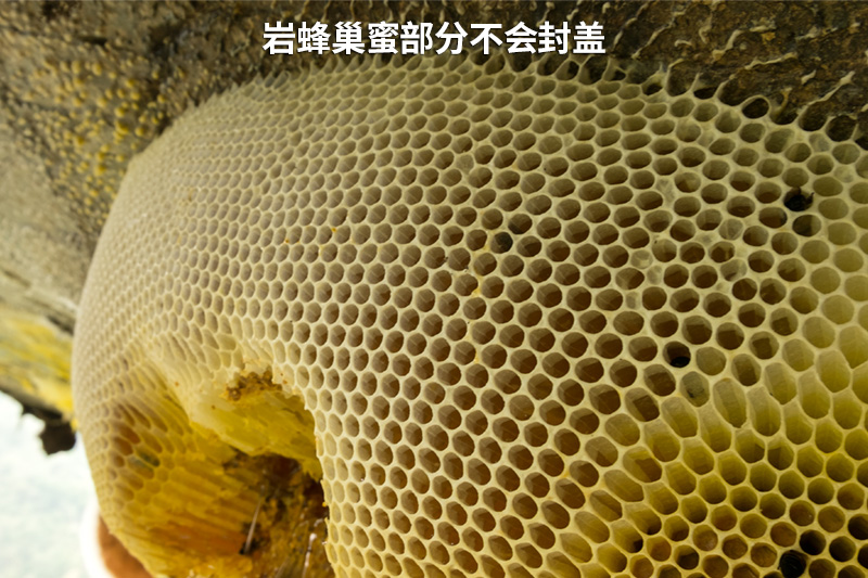 岩蜂蜜 岩蜂蜜