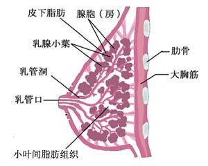 少女青春期发育 少女青春期发育
