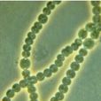 光能自养生物