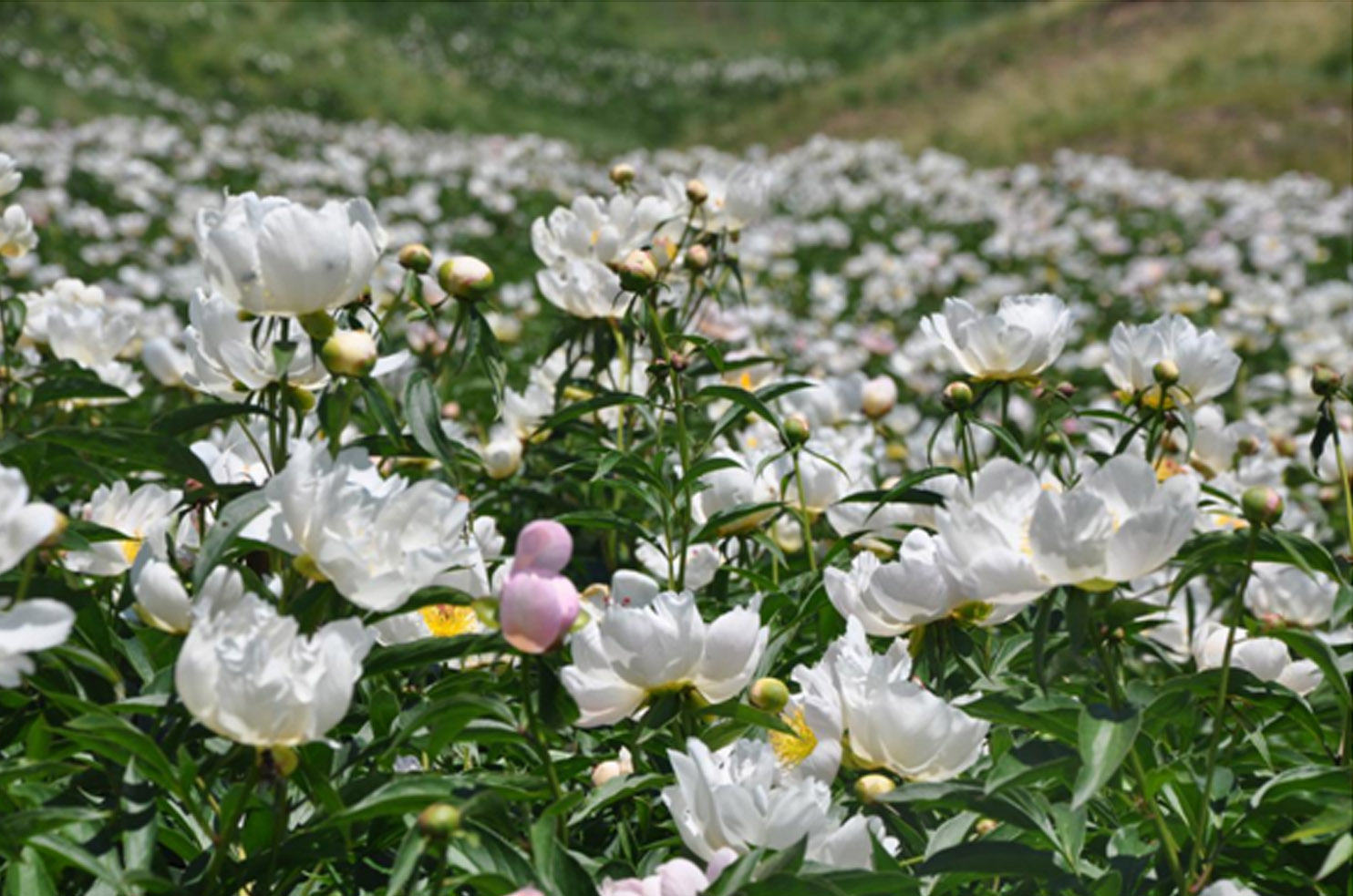 芍药谷(内蒙古锡林郭勒盟乌拉盖管理区境内)