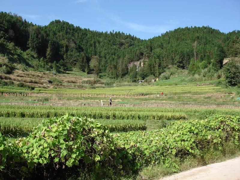 水田 水田