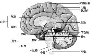垂体 垂体