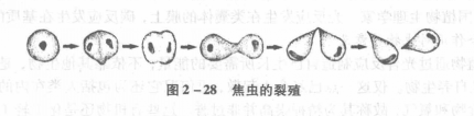 无性繁殖 无性繁殖