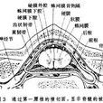 脑(动物中枢神经系统主要部分)
