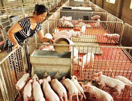 中国饲料 中国饲料