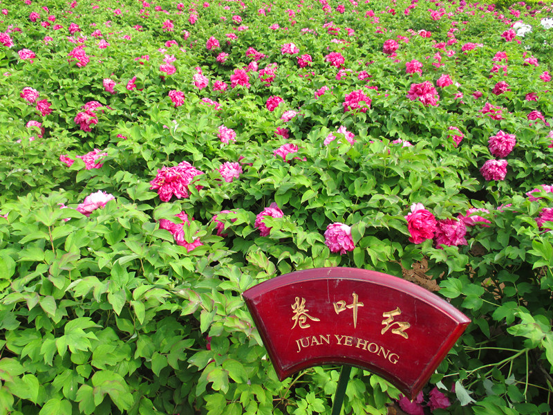卷叶红 卷叶红
