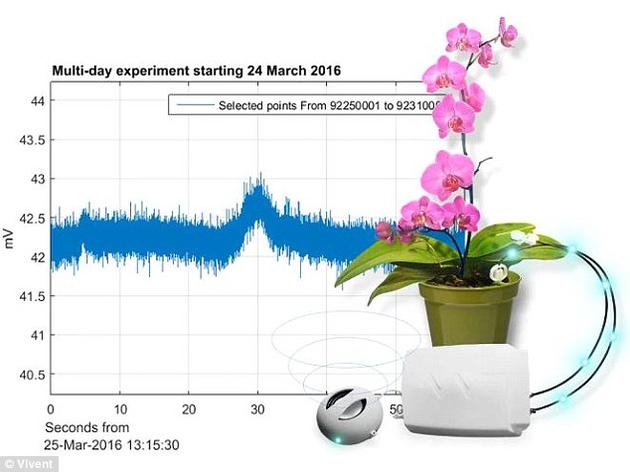Phytl信号探测器 Phytl信号探测器