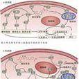 血管生成