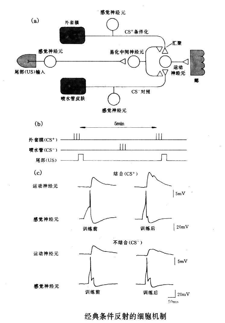 经典条件反射 经典条件反射