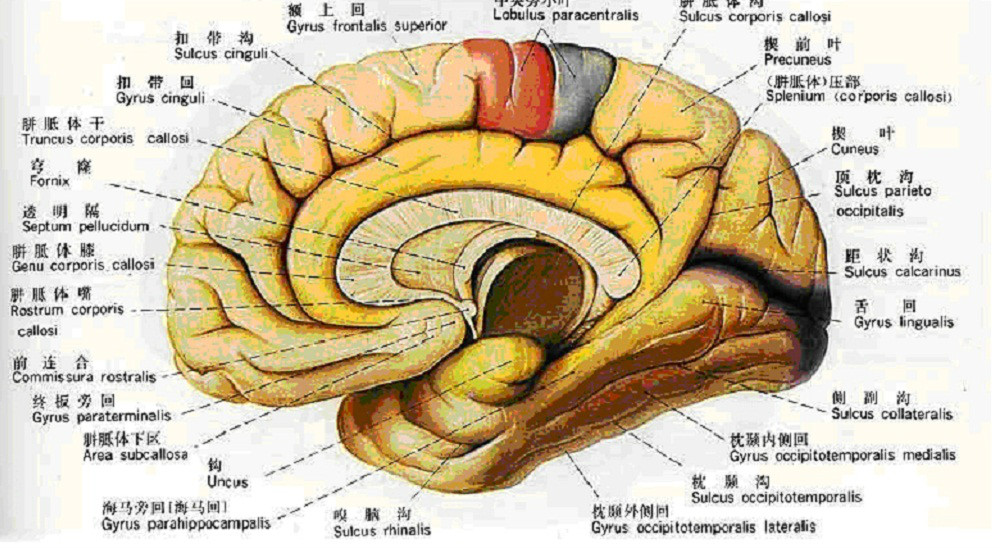 人脑结构 人脑结构