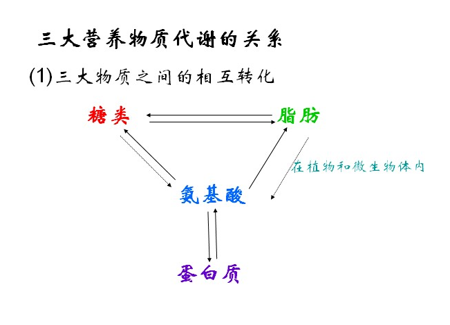 三大营养物质