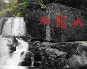 白茶 白茶