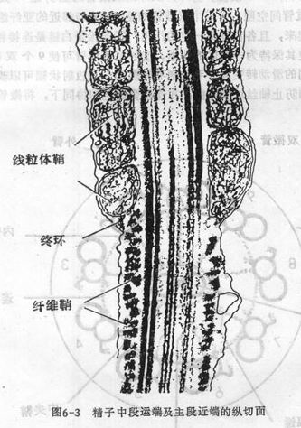 精子的结构 精子的结构