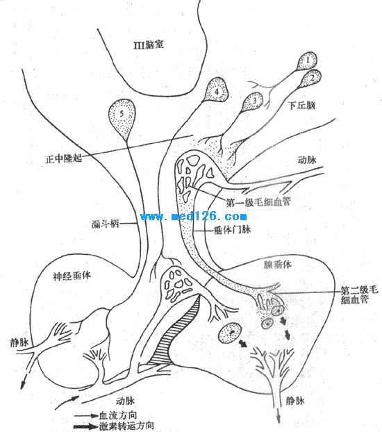 下丘脑垂体激素测定