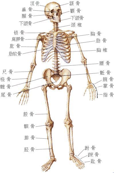 骨 骨