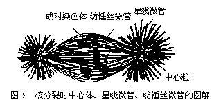 中心粒 中心粒