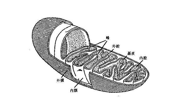 线粒体 线粒体