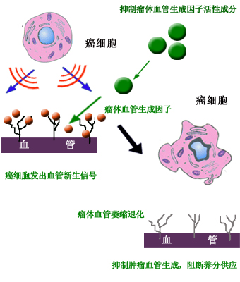 抗肿瘤血管生成促进瘤体萎缩 抗肿瘤血管生成促进瘤体萎缩