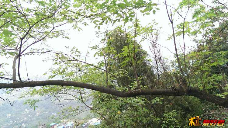 群峰村 群峰村
