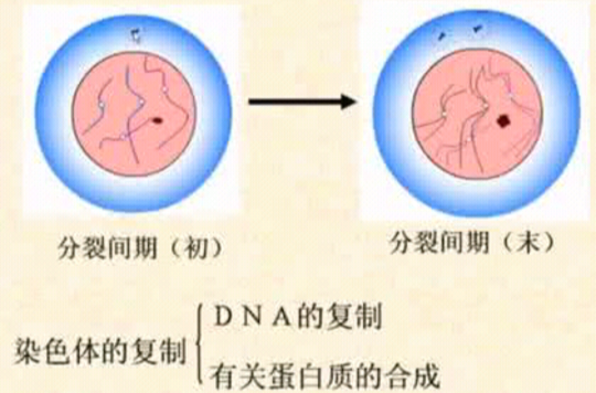 分裂间期