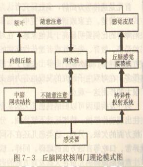 丘脑网状核闸门理论 丘脑网状核闸门理论